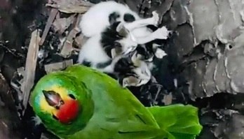 História de papagaio que adotou três filhotes de gato tem final feliz (Tem final feliz a história do papagaio que adotou três filhotes de gato)